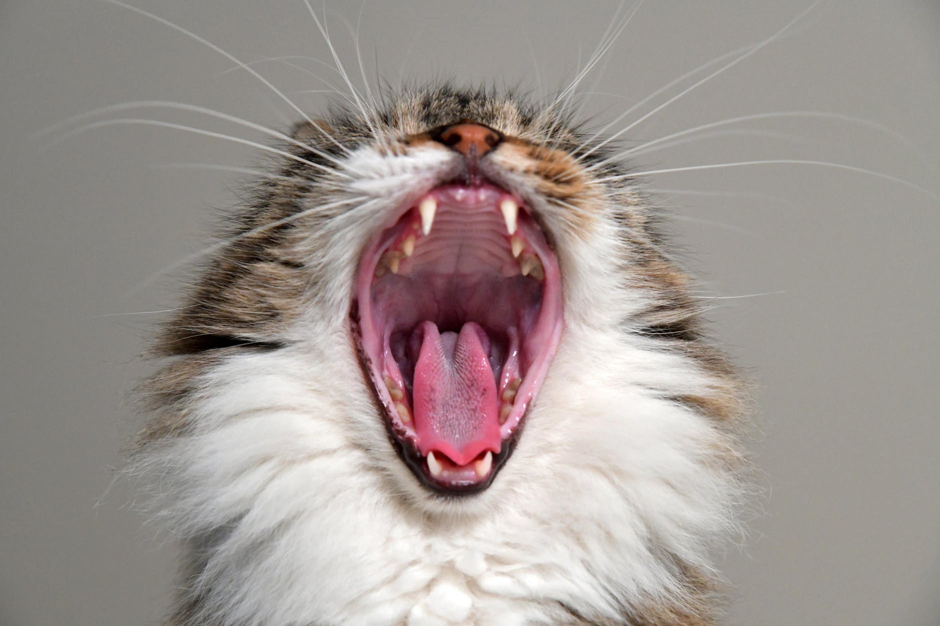 yawning cat 1 pexels photo 1576193
