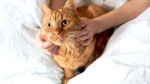 HP PCC lg cat breed hero