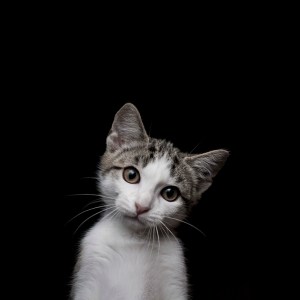 flickr-cat 3 flickr cat