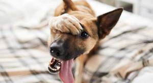 anal gland expression